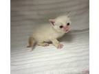 Adopt Bilbo a Domestic Shorthair / Mixed cat in LAFAYETTE, LA (41462879)