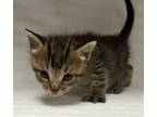 Adopt Apollo a Domestic Shorthair / Mixed cat in LAFAYETTE, LA (41462876)