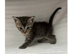 Adopt Drago a Domestic Shorthair / Mixed cat in LAFAYETTE, LA (41462875)