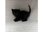 Adopt Nakia a Domestic Shorthair / Mixed cat in LAFAYETTE, LA (41462873)