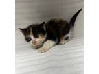 Adopt Buttercup a Domestic Shorthair / Mixed cat in LAFAYETTE, LA (41462868)