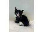 Adopt Katniss a Domestic Shorthair / Mixed cat in LAFAYETTE, LA (41462867)