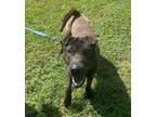 Adopt Ace a Brown/Chocolate Shar Pei / Mixed dog in Maysville, KY (39208961)