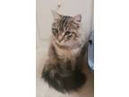 Adopt Leo a Brown Tabby Maine Coon / Mixed (long coat) cat in Houston