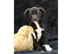 Adopt Jeb a Black Mixed Breed (Large) / Mixed dog in Portage, WI (41462466)
