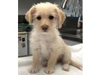 Adopt 161043 a Tan/Yellow/Fawn Poodle (Miniature) / Mixed dog in Bakersfield
