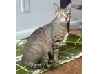 Adopt Daisy a Brown or Chocolate Domestic Shorthair / Domestic Shorthair / Mixed