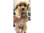 Adopt 161045 a Tan/Yellow/Fawn Poodle (Miniature) / Mixed dog in Bakersfield
