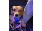 Adopt Buster a Brown/Chocolate - with White Beagle / Dachshund / Mixed dog in