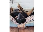 Adopt Grace a Australian Cattle Dog / Mixed dog in Garden City, NY (40596963)