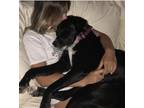 Adopt Abbie a Black - with White Australian Shepherd / Great Dane / Mixed dog in