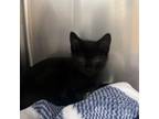 Adopt Catsby a Domestic Short Hair