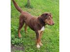 Adopt Bruce a Brown/Chocolate - with Tan Labrador Retriever / Shepherd (Unknown