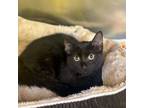 Adopt Omega a All Black Domestic Shorthair / Domestic Shorthair / Mixed cat in