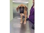 Adopt Sweet Pea a Brown/Chocolate Black Mouth Cur / Mixed dog in Longview