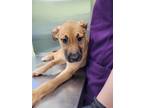 Adopt Cucumber Melon a Brown/Chocolate Black Mouth Cur / Mixed dog in Longview