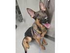 Adopt Mercedes a Brown/Chocolate German Shepherd Dog / Mixed dog in Longview