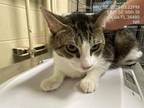 Adopt JACK a Domestic Short Hair