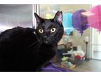 Adopt kaleb a All Black Domestic Shorthair / Domestic Shorthair / Mixed cat in