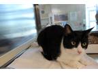 Adopt Kiki a All Black Domestic Shorthair / Domestic Shorthair / Mixed cat in