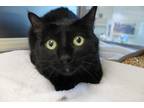 Adopt Kaela a All Black Domestic Shorthair / Domestic Shorthair / Mixed cat in