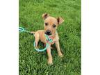 Adopt Beret a Tan/Yellow/Fawn Terrier (Unknown Type, Small) / Beagle / Mixed dog