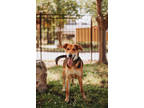 Adopt 72990A Sticks a Brown/Chocolate Hound (Unknown Type) / Mixed Breed