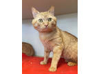 Adopt Milo a Orange or Red Domestic Shorthair / Domestic Shorthair / Mixed cat