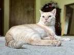 Adopt Hugo a Cream or Ivory Siamese / Domestic Shorthair / Mixed cat in DOWNERS