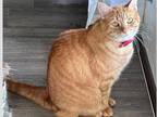 Adopt Crystal a Orange or Red Domestic Shorthair / Mixed Breed (Medium) / Mixed