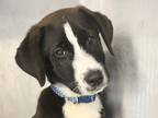 Adopt Wetzel a Black Mixed Breed (Medium) / Mixed dog in Georgetown