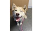 Adopt Boone a Red/Golden/Orange/Chestnut Husky / Mixed dog in Fresno