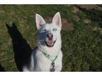 Adopt Mulan a Black Husky / Mixed dog in Fresno, CA (41464171)