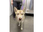 Adopt Blaire a Red/Golden/Orange/Chestnut Husky / Mixed dog in Fresno