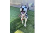 Adopt Ghost a Black Husky / Mixed Breed (Medium) / Mixed (short coat) dog in