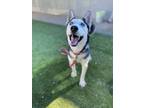 Adopt Ghost a Black Husky / Mixed dog in Fresno, CA (36219735)