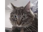 Adopt NooNoo a Gray or Blue Domestic Longhair / Domestic Shorthair / Mixed cat