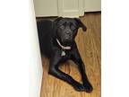 Adopt Ellie a Black Labrador Retriever / Mixed dog in Cabot, AR (41464167)