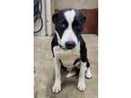 Adopt 25515-B a Black - with White Border Collie / Mixed dog in Greeneville