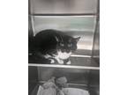 Adopt Meowy a All Black Domestic Shorthair / Domestic Shorthair / Mixed cat in