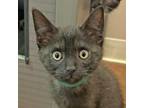 Adopt Kyle a Domestic Shorthair / Mixed cat in Walnut Creek, CA (41457506)
