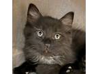 Adopt Mark a Domestic Mediumhair / Mixed cat in Walnut Creek, CA (41457505)