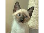Adopt Nigel a Siamese / Mixed cat in Walnut Creek, CA (41457504)
