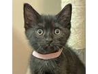 Adopt Sarah a Domestic Shorthair / Mixed cat in Walnut Creek, CA (41457503)