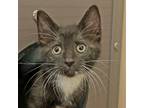 Adopt Lorraine a Domestic Shorthair / Mixed cat in Walnut Creek, CA (41457502)