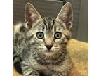 Adopt Mike a Domestic Shorthair / Mixed cat in Walnut Creek, CA (41457501)