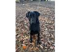 Adopt Scott a Black Labrador Retriever / Mixed dog in Muldrow, OK (41464367)