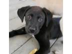 Adopt Buckaroo a Black Labrador Retriever