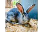 Adopt Hare-ison Ford a Bunny Rabbit