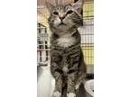 Adopt Ishmel a Domestic Shorthair / Mixed cat in Vancouver, WA (41464269)
